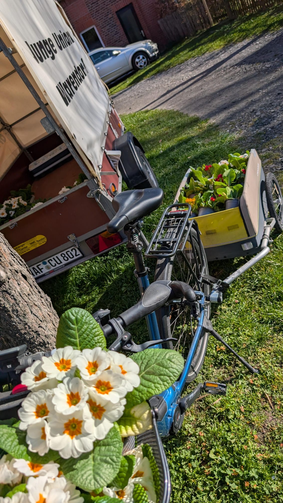 �ber 200 Fr�hlingsbl�her warten auf ihre Verteilung